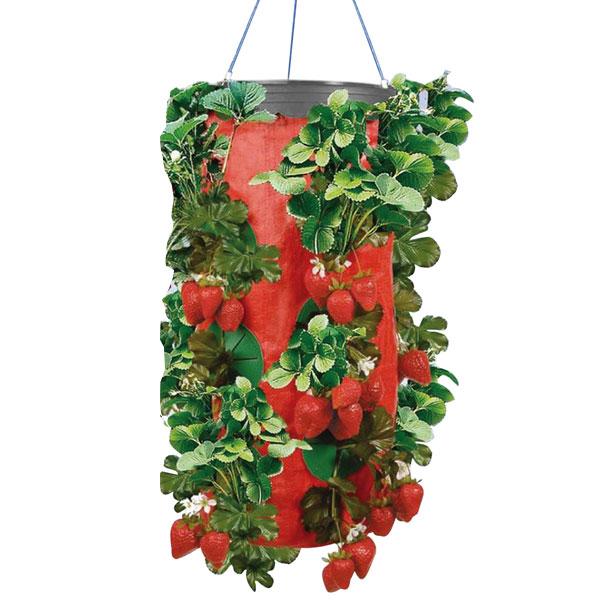 Upside Down Strawberry Planter